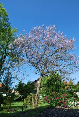 Paulownia tomentosa - paulownie plstnatá - kvetoucí habitus